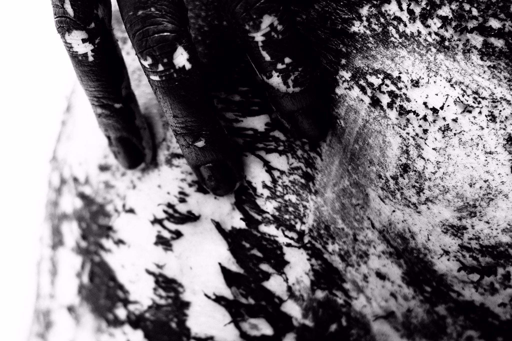 Maurizio Chiocchetti Photographer